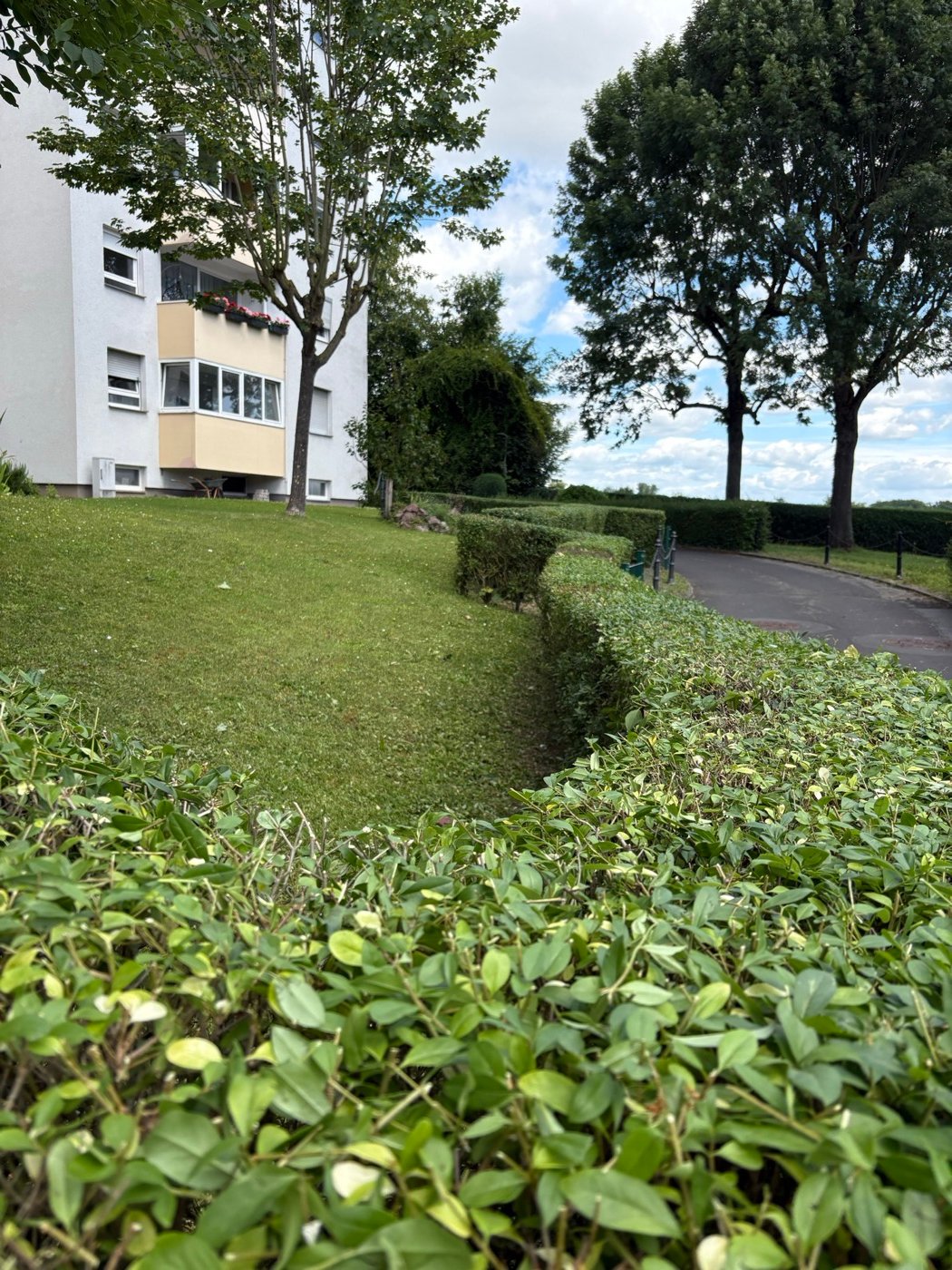 Frisch geschnittene Hecke entlang des Gartenwegs